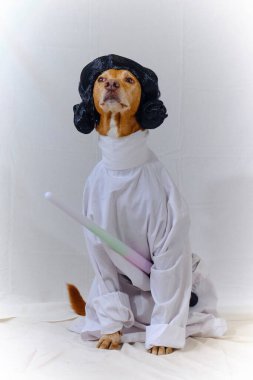 Beyaz kostümlü bir köpek ve papyonlu siyah bir elbise. Star Wars 'taki Prenses Leia gibi giyinmiş Podenco köpeği. Beyaz elbise