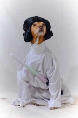 Beyaz kostümlü bir köpek ve papyonlu siyah bir elbise. Star Wars 'taki Prenses Leia gibi giyinmiş Podenco köpeği. Beyaz elbise