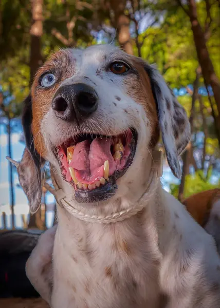 Sahildeki köpek portresi