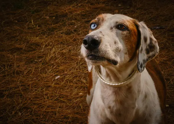bir köpek tasması portresi