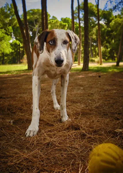 Sevimli ve mutlu köpek.