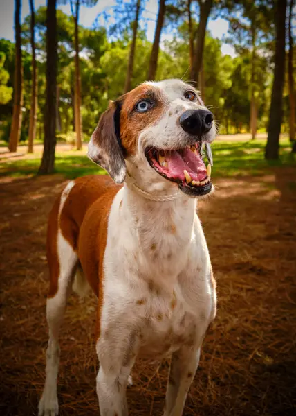 Parktaki sevimli bir av köpeğinin portresi.