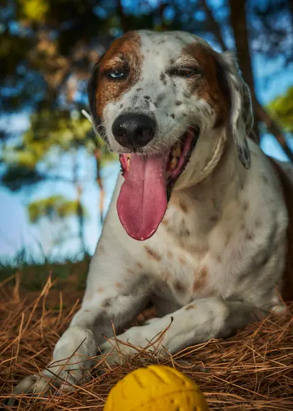 köpeğin ağzı sarı top ile
