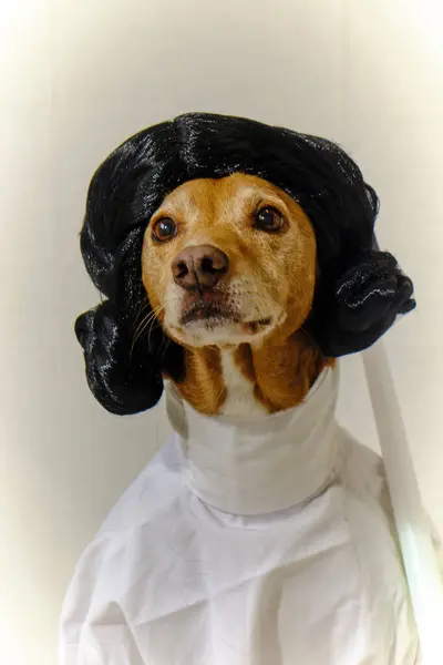 Beyaz kostümlü bir köpek ve papyonlu siyah bir elbise. Star Wars 'taki Prenses Leia gibi giyinmiş Podenco köpeği. Beyaz elbise