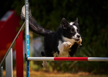 Köpek çoban köpeği çeviklik yarışmasında