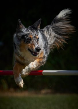 Avustralyalı çoban köpeği çevikliğin üzerine atlıyor