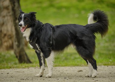 Siyah çoban köpeği.
