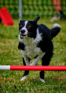 Köpek çeviklik içinde zıplıyor