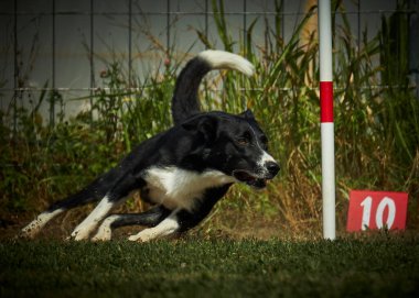 Köpek çiftleştirme sınır çobanı çeviklik içinde koşuyor