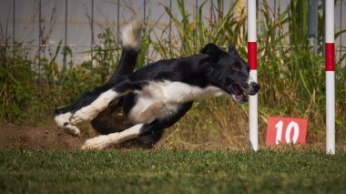 Yarışmada köpek var.