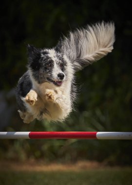Bir Avustralya çoban köpeğinin çevikliğin üzerinden atlayan portresi.