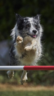 Bir köpek zıplıyor.