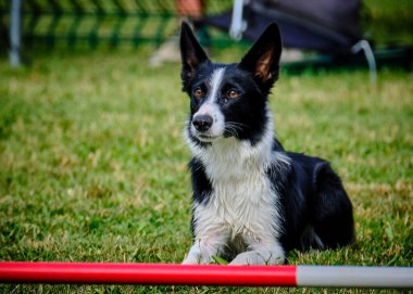 Parktaki yarışmada çoban köpeği.