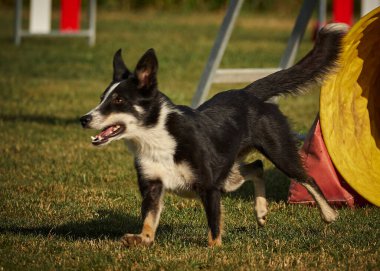 Çeviklik tarlasında bir köpek.