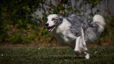 çalışan sınır collie köpek