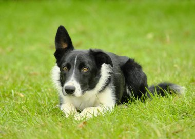 # Bahçedeki çoban köpeği #