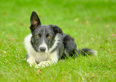 Sınır çoban köpeği yeşil çimlerde yatıyor.