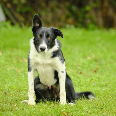 Şirin bir köpeğin portresi.