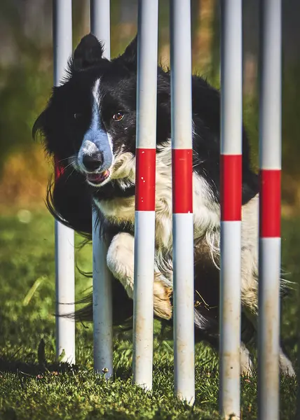 Köpek çoban köpeği çeviklik içinde
