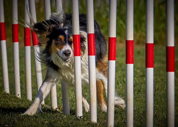 Köpek çoban köpeği çeviklik yarışması
