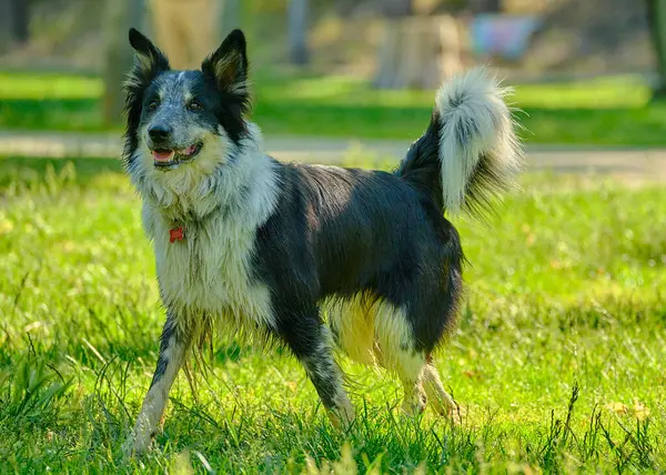 Sınır çoban köpeğinin portresi.