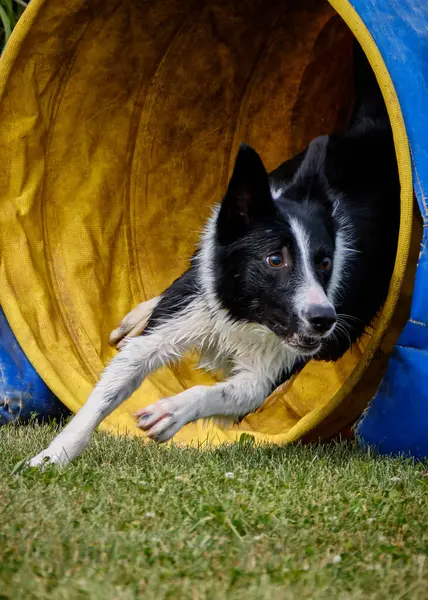 Bahçedeki çoban köpeği, evcil hayvan, doğa.