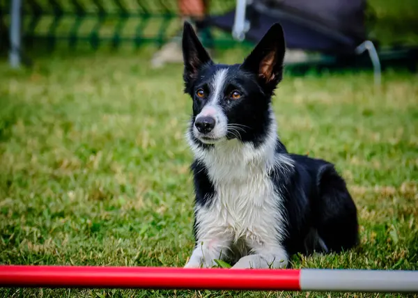 Parktaki yarışmada çoban köpeği.