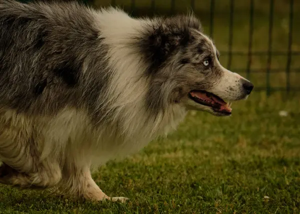 Çimlerdeki Köpek portresi