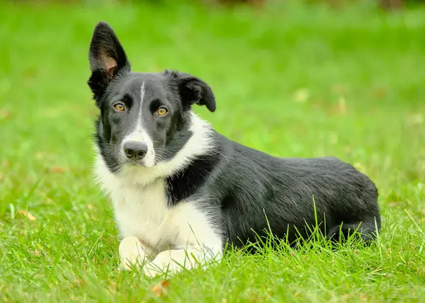 kenar kömür ocağı köpek portre
