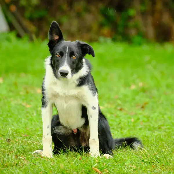 Şirin bir köpeğin portresi.