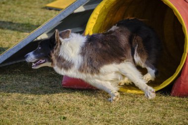Çevik bir köpek. Kenarlık çoban köpeği