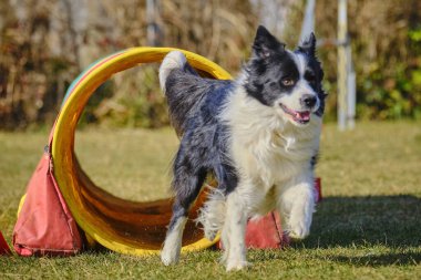 Köpekli bir collie..