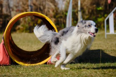 Parkta yürüyüş yapan iri yarı bir köpek.