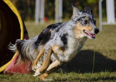 Parktaki köpek