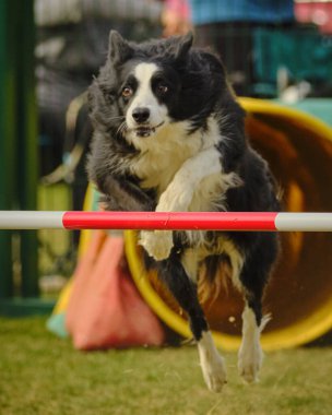 Çeviklik içinde zıplayan bir köpek.
