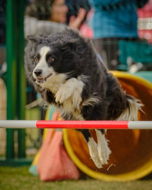 Parktaki çeviklik yarışmasında bir köpeğin dikey çekimi.