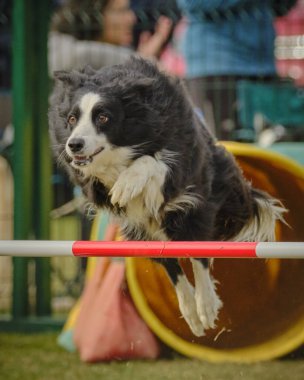 Şirin bir köpeğin portresi.