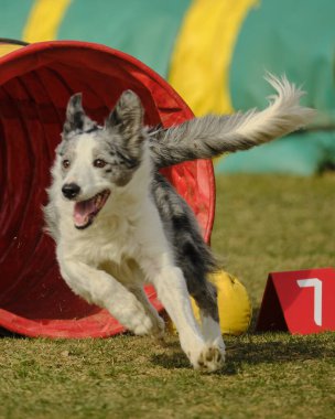kenar kömür ocağı köpek Jumping
