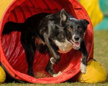 Yeşil çimlerde çeviklik yarışmasında köpek