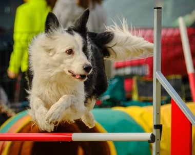 Köpek çevikliğin üzerine atlıyor.