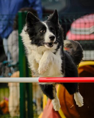kenar kömür ocağı köpek Jumping