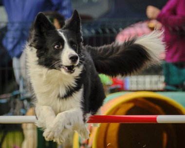 çeviklik, kenar kömür ocağı