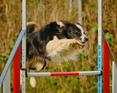 köpek çeviklik yarışmasında