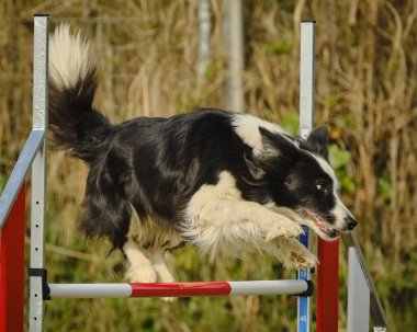 Köpek iş başında, çeviklik