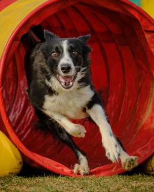 Çimlerin üzerinde top taşıyan bir köpek.