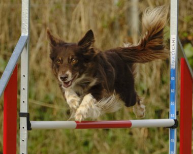 köpek çeviklik yarışmasında