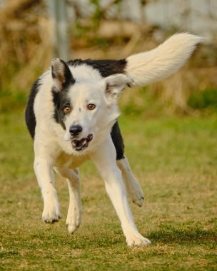 Köpek parkta koşuyor.