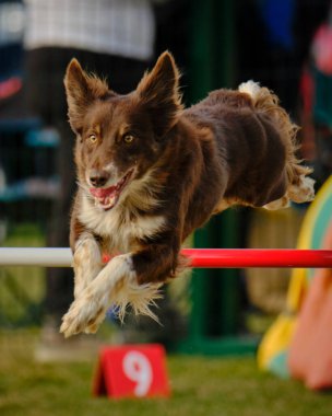 Köpek çeviklik içinde zıplıyor