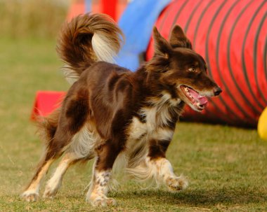 Köpek çoban köpeği çeviklik içinde koşuyor