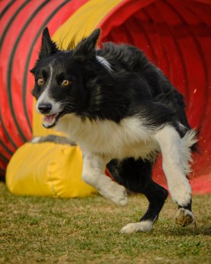 Köpek çoban köpeği eğitimi